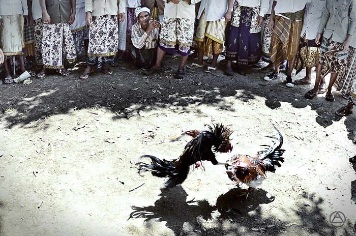 clifford geertz balinese cockfight essay Technology and the deep play of intercultural teacher education: a reflection on (clifford geertz, nd) his numerous essays have notes on the balinese cockfight. clifford geertz balinese cockfight essay Technology and the deep play of intercultural teacher education: a reflection on (clifford geertz, nd) his numerous essays have notes on the balinese cockfight.